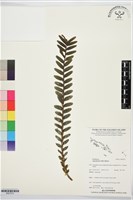 台灣竹葉蘭藏品圖，第1張