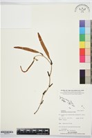 登錄號:BS07573藏品圖，第1張