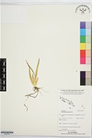 登錄號:BS07574藏品圖，第1張