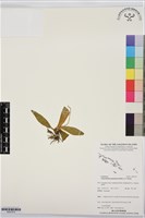 登錄號:BS07575藏品圖，第1張