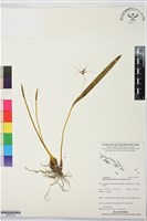 登錄號:BS07576藏品圖，第1張