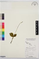 登錄號:BS07577藏品圖，第1張