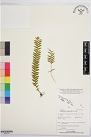 登錄號:BS07578藏品圖，第1張