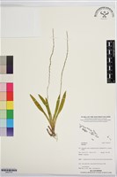 登錄號:BS07579藏品圖，第1張