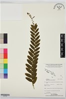 登錄號:BS07580藏品圖，第1張