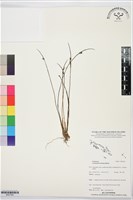 登錄號:BS07583藏品圖，第1張