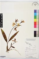 登錄號:BS07585藏品圖，第1張