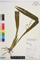 登錄號:BS07586藏品圖，第1張