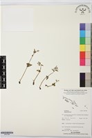 登錄號:BS07588藏品圖，第1張