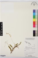 登錄號:BS07589藏品圖，第1張