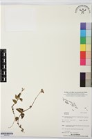 登錄號:BS07591藏品圖，第1張