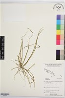 登錄號:BS07592藏品圖，第1張