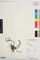 登錄號:BS07593藏品圖，第1張