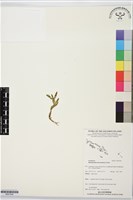 登錄號:BS07594藏品圖，第1張