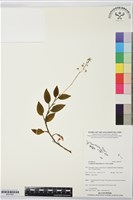 登錄號:BS07597藏品圖，第1張