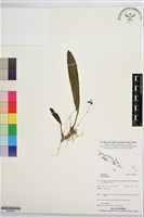 登錄號:BS07600藏品圖，第1張