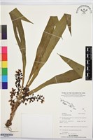 登錄號:BS07601藏品圖，第1張