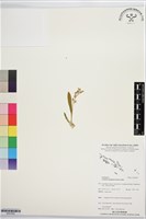 登錄號:BS07603藏品圖，第1張