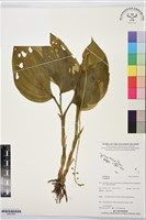 登錄號:BS07604藏品圖，第1張