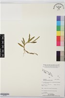 登錄號:BS07605藏品圖，第1張