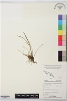 登錄號:BS07606藏品圖，第1張