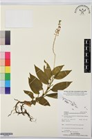 登錄號:BS07608藏品圖，第1張