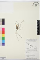 登錄號:BS07609藏品圖，第1張