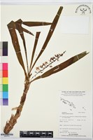 登錄號:BS07610藏品圖，第1張