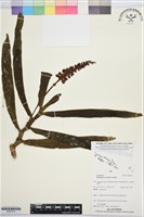 登錄號:BS07614藏品圖，第1張