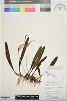 登錄號:BS07615藏品圖，第1張