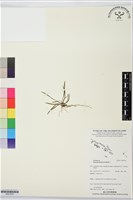 登錄號:BS07616藏品圖，第1張