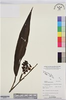 登錄號:BS07617藏品圖，第1張