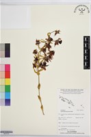 登錄號:BS07618藏品圖，第1張