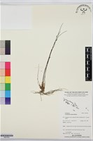 登錄號:BS07620藏品圖，第1張