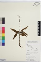 登錄號:BS07621藏品圖，第1張