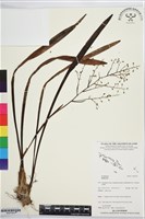 登錄號:BS07624藏品圖，第1張