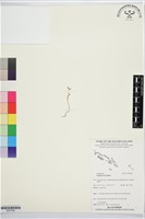 登錄號:BS07626藏品圖，第1張