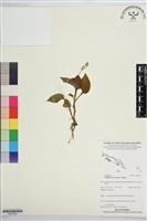 登錄號:BS07628藏品圖，第1張