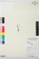 登錄號:BS07631藏品圖，第1張