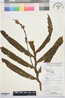 登錄號:BS07632藏品圖，第1張