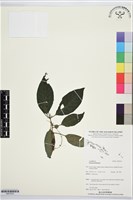 登錄號:BS07633藏品圖，第1張