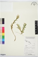 登錄號:BS07634藏品圖，第1張