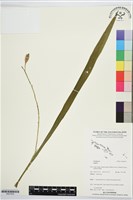 登錄號:BS07635藏品圖，第1張