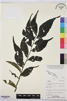 登錄號:BS07636藏品圖，第1張