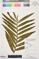 登錄號:BS07637藏品圖，第1張