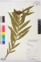 登錄號:BS07638藏品圖，第1張