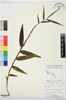 登錄號:BS07639藏品圖，第1張