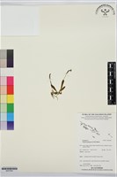 閉花八粉蘭藏品圖，第1張