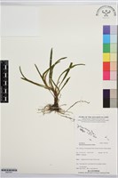 登錄號:BS07641藏品圖，第1張