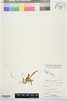 登錄號:BS07646藏品圖，第1張